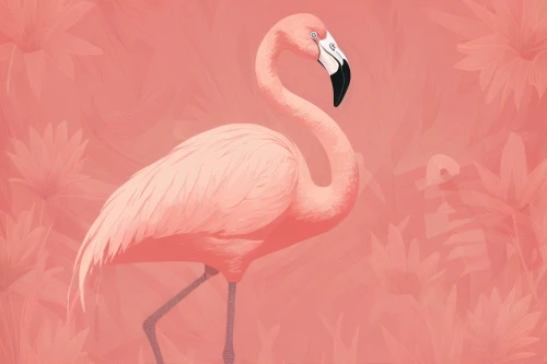 pink flamingo,greater flamingo,flamingo,flamingos,flamingo couple,flamingo pattern,two flamingo,flamingoes,pink flamingos,cuba flamingos,flamingo with shadow,flower and bird illustration,lawn flamingo,bird illustration,bird painting,pink background,pink quill,pink vector,bird png,tropical bird,Design Sketch,Design Sketch,Character Sketch