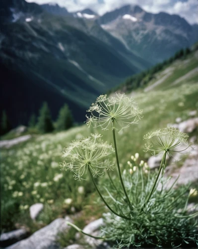 hawkbit,dandelion background,silver grass,dandelion flying,common dandelion,dandelion seeds,meadow plant,dandelion,taraxacum officinale,alpine flowers,medium quaking grass,alpine meadow,arrowgrass,grasses in the wind,blooming grass,grass blossom,mountain meadow,wild plant,mountain meadow hay,alpine flower,Photography,Documentary Photography,Documentary Photography 02