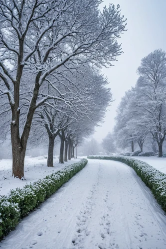 tree lined path,snow trees,snowy landscape,snow landscape,tree lined lane,winter landscape,tree-lined avenue,winter wonderland,wintry,winter forest,snow scene,the snow falls,treemsnow,fragrant snow sea,hoarfrost,snow trail,white turf,snowfall,winter dream,winter storm,Photography,General,Natural