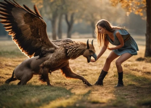 she feeds the lion,gryphon,falconry,of prey eagle,bird bird-of-prey,bird of prey,animals hunting,hunting scene,hawk animal,griffon bruxellois,birds of prey,falconer,harpy,animal photography,photoshop manipulation,human and animal,great grey owl-malaienkauz mongrel,fantasy picture,griffin,fauna