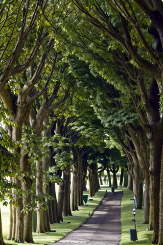 tree-lined avenue,tree lined lane,beech hedge,the dark hedges,ordinary boxwood beech trees,tree lined path,tree lined,beech trees,row of trees,tree grove,hornbeam hedge,tree canopy,grove of trees,european beech,chestnut avenue,intensely green hornbeam wallpaper,chestnut forest,chestnut trees,forest road,green trees