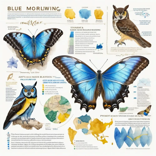 blue morpho,morpho peleides,blue morpho butterfly,morpho butterfly,lazuli bunting,morpho,mazarine blue butterfly,indigo bunting,large blue,holly blue,blue butterflies,blue-winged wasteland insect,white admiral or red spotted purple,infographic elements,blue buzzard,blue mold,blue butterfly,western bluebird,chalkhill blue,moths and butterflies,Unique,Design,Infographics