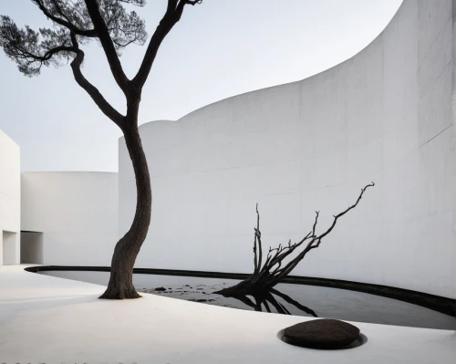 exposed concrete,olive tree,dunes house,bodhi tree,courtyard,concrete slabs,tree and roots,roof landscape,concrete construction,zen garden,archidaily,stucco wall,silk tree,corten steel,the japanese tree,isolated tree,concrete wall,landscape design sydney,garden design sydney,concrete,Photography,Documentary Photography,Documentary Photography 08