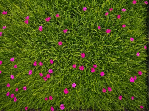 pink grass,pink clover,blooming grass,grass blossom,flower carpet,meadow clover,red clover,centaurium,zigzag clover,narrow clover,blooming field,clover blossom,pink green,meadows-horn clover,clover meadow,dutch clover,pink daisies,grass,meadow plant,clover pattern,Photography,General,Natural