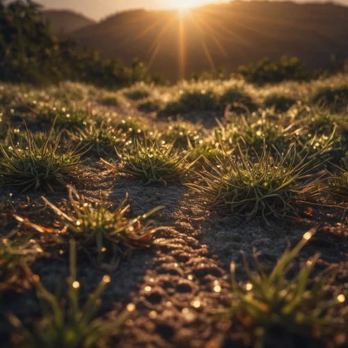 dry grass,dew on grass,ground frost,dried grass,field of cereals,early morning dew,beach grass,frozen morning dew,wheat germ grass,meadows of dew,wheat grasses,straw field,sunburst background,grassland,solar field,cultivated field,grass seeds,cotton grass,morning light dew drops,blade of grass,Photography,General,Natural