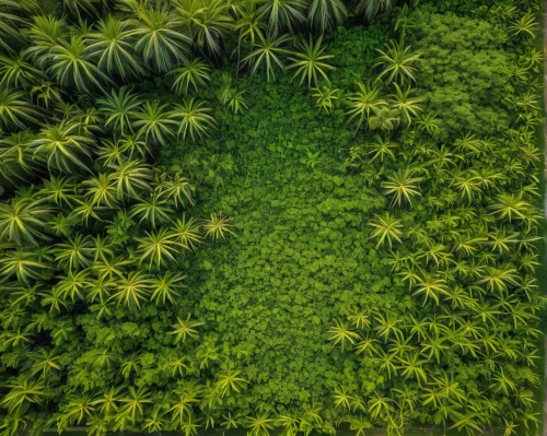 green wallpaper,tropical greens,greenery,norfolk island pine,green plants,green forest,palm pasture,green trees,vegetation,green landscape,forest moss,palm field,conifers,tropical and subtropical coniferous forests,tree moss,bushes,palm forest,green foliage,palm garden,greens,Photography,General,Natural