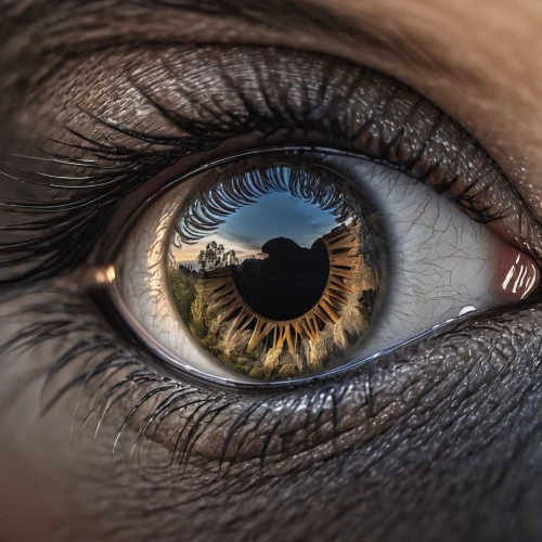 horse eye,peacock eye,eye of a donkey,eye,eye ball,the blue eye,women's eyes,the eyes of god,big ox eye,abstract eye,crocodile eye,eye cancer,brown eye,cat's eyes,regard,cosmic eye,eyeball,eye scan,red-eye effect,blue eye,Photography,General,Natural