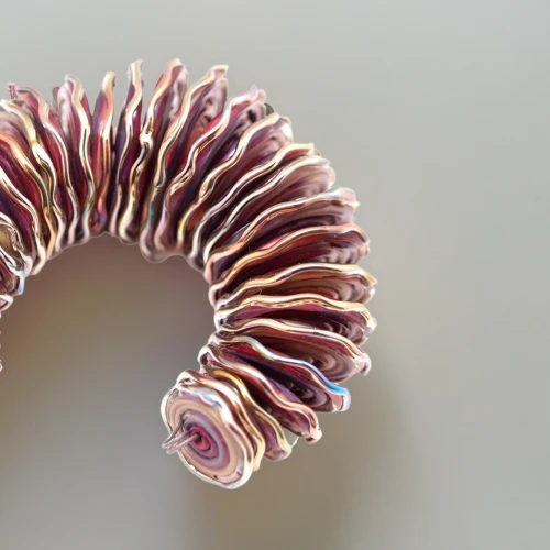 millipedes,ringed-worm,helical,centipede,chambered nautilus,anago,red crinoid,christmastree worms,waxworm,spiny sea shell,hippocampus,slinky,coil,pellworm,deep sea nautilus,dna helix,marine gastropods,noorderleech,spiral binding,cnidarian