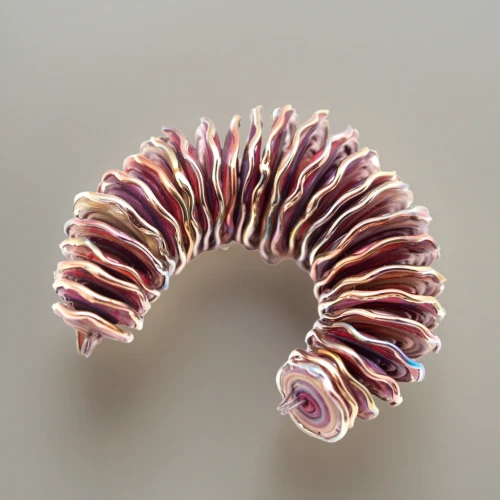 millipedes,anago,spiny sea shell,centipede,ringed-worm,mitochondrion,dna helix,waxworm,jawbone,coil,rib cage,helical,euploea core,cnidarian,anemone apennina,trilobite,hair comb,isopod,marine gastropods,chambered nautilus