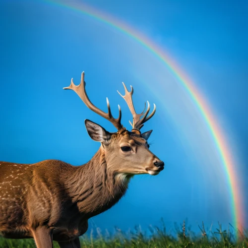 male deer,rainbow background,whitetail buck,gold deer,white-tailed deer,european deer,whitetail,pere davids male deer,elk,red deer,free deer,deer in tears,raimbow,deer,deer bull,deers,rainbow unicorn,mule deer,majestic nature,waterbuck,Photography,General,Natural