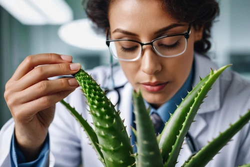 plant pathology,aloe vera,aloe,scentless plant bugs,infection plant,wheat germ grass,homeopathically,cbd oil,medicinal plants,medicinal plant,nutraceutical,plant stem,coronavirus disease covid-2019,medicinal products,pineapple plant,plantago,sansevieria,spikelets,digital vaccination record,caulerpa,Photography,General,Natural