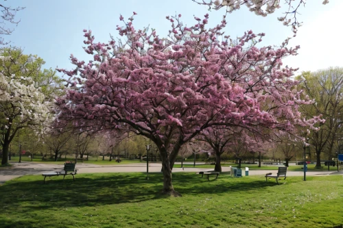 cherry trees,tuileries garden,champ de mars,flowering trees,cherry blossom tree-lined avenue,blooming trees,pink magnolia,saucer magnolia,magnolia trees,the cherry blossoms,kirch blossoms,tulpenbüten,lafayette park,blossom tree,cherry blossom tree,flowering cherry,tulpenbaum,ornamental cherry,pink cherry blossom,spring blossoms