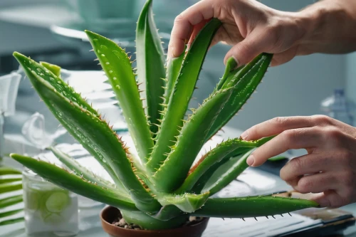 aloe vera,coral aloe,aloe barbadensis,torch aloe,aloe polyphylla,aloe,sansevieria,infection plant,plant pathology,plantago,billbergia nutans,billbergia pyramidalis,pineapple plant,monocotyledon,non-vascular land plant,tender shoots of plants,san pedro cactus,succulent plant,vriesea,phytolaccaceae,Photography,General,Natural