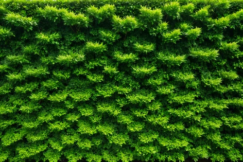green wallpaper,intensely green hornbeam wallpaper,hornbeam hedge,hedge,clipped hedge,wall,green background,beech hedge,green leaves,green border,green plants,green foliage,background ivy,greenery,block of grass,parsley leaves,ground cover,garden fence,green lawn,turf roof,Photography,General,Natural