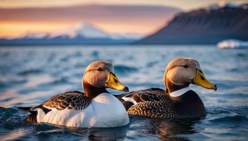 arctic birds,pelicans,wild ducks,mandarin ducks,a pair of geese,great white pelicans,mallards,ducks,waterfowl,greylag geese,cape teal ducks,seabirds,eastern white pelican,wild geese,water fowl,white pelican,duck meet,canadian swans,water birds,duck females,Photography,General,Cinematic