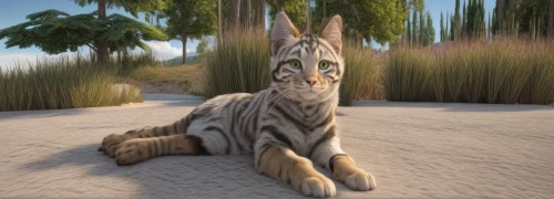 arabian mau,bengal cat,egyptian mau,felidae,sphinx pinastri,tiger cat,rex cat,aegean cat,ocicat,bengal,toyger,amurtiger,sphinx,silver tabby,diamond zebra,breed cat,tabby cat,madagascar,tigerle,cat-ketch,Common,Common,Natural