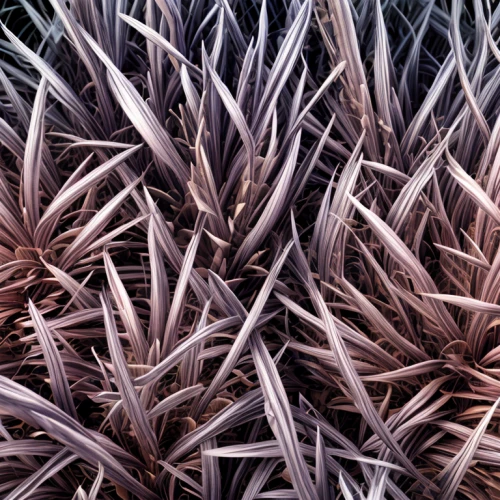 ornamental grass,pennisetum,purple salsify,feather bristle grass,poaceae,dried grass,purple fountain grass,reed grass,beach grass,pine needles,pine needle,pennisetum alopecuroides,dune grass,elymus repens,black salsify,grass fronds,dry grass,phragmites australis,silver grass,phragmites