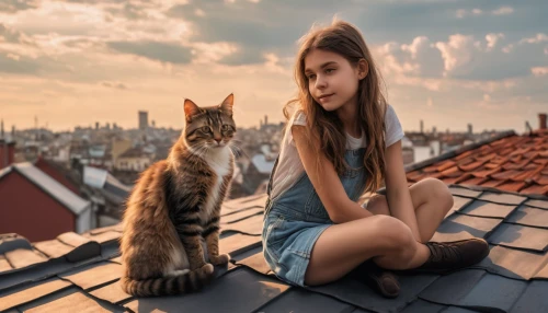 on the roof,house roofs,roof landscape,roofs,cat european,rooftops,roof rat,girl sitting,cat lovers,roofer,housetop,girl with dog,cat sparrow,girl and boy outdoor,cat image,roofing,cute cat,street cat,roofers,girl in a historic way