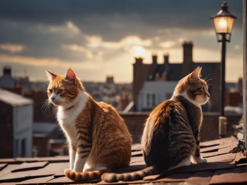cat european,cats on brick wall,vintage cats,two cats,cat family,cat lovers,felines,stray cats,red tabby,cats,gargoyles,cat image,chimneys,street cat,cat silhouettes,rescue alley,european shorthair,rooftops,strays,american wirehair,Photography,General,Cinematic