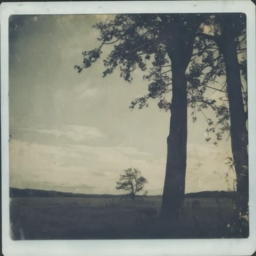 lubitel 2,lone tree,agfa isolette,isolated tree,ambrotype,walnut trees,tree thoughtless,copse,of trees,poplar tree,hinterland,the trees,elm tree,landscapes,old tree silhouette,polaroid pictures,linden tree,agfa,pastures,grasslands,Photography,Documentary Photography,Documentary Photography 03