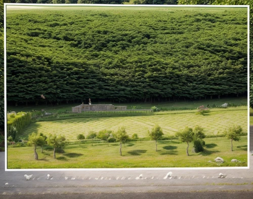 hornbeam hedge,hedge,intensely green hornbeam wallpaper,clipped hedge,tea field,heart tea plantation,ordinary boxwood beech trees,beech hedge,tea plantations,sete cidades,ixora,tea plant,tea plantation,bushes,fruit fields,orchards,ivy frame,trees with stitching,of trees,background view nature,Landscape,Landscape design,Landscape space types,Countryside Landscapes