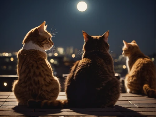 night watch,moonlit night,cat family,cat silhouettes,romantic night,cat lovers,night scene,moon night,stargazing,vintage cats,photo session at night,moonlit,full moon,felines,moonlight,the moon and the stars,cats,night photo,clear night,night stars,Photography,General,Cinematic