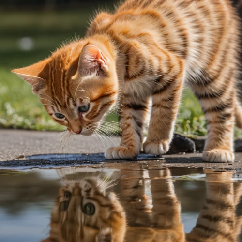 cat drinking water,toyger,reflection in water,reflection,reflected,water reflection,mirror reflection,reflections in water,self-reflection,water mirror,curiosity,bengal cat,reflections,puddle,cats playing,mirror image,mirror water,abyssinian,puddles,american shorthair,Photography,General,Natural