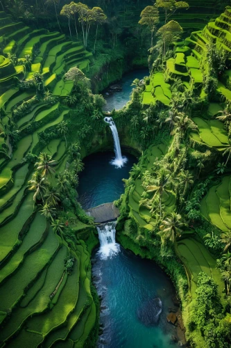 green waterfall,rice terraces,green landscape,rice fields,indonesia,azores,beautiful landscape,green trees with water,philippines scenery,waterfalls,the azores,flowing water,philippines,rice paddies,japan landscape,ricefield,green water,east java,natural scenery,rice field,Photography,General,Natural