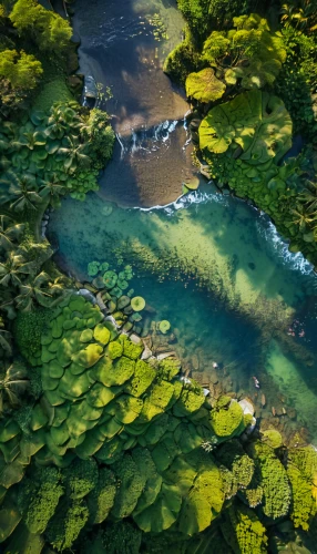 mckenzie river,green trees with water,flowing creek,aura river,green water,a river,river landscape,maligne river,danube delta,snake river,shallows,aerial landscape,clear stream,green algae,kirkjufell river,huka river,streams,drone image,aquatic plants,freshwater,Photography,General,Commercial