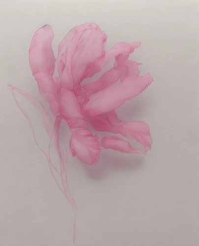 flowers png,pink carnation,peony,peony pink,paper flower background,feather carnation,flower drawing,carnation flower,pink lisianthus,rose flower drawing,pink peony,fallen flower,bibernell rose,kahila garland-lily,petals,pink paper,rose flower illustration,pastel paper,straw flower,flower ribbon,Design Sketch,Design Sketch,Character Sketch