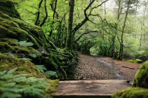 forest path,hiking path,aaa,wooden path,green forest,pathway,the mystical path,yakushima,tree top path,elven forest,the path,appalachian trail,tree lined path,forest walk,forest road,azores,path,forest floor,trail,fairytale forest