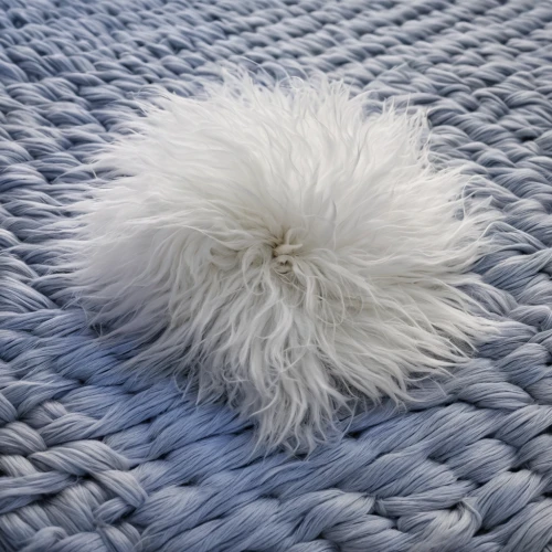 bean bag chair,ostrich feather,blue pillow,pompom,bean bag,angora,rug,white feather,sheep wool,white fur hat,rug pad,throw pillow,cloud mushroom,swan feather,foxtail,soft furniture,fur,cowhide,mattress pad,felted,Photography,Documentary Photography,Documentary Photography 27