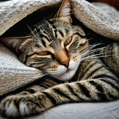 beautiful cat asleep,warm and cozy,cat in bed,cat resting,cuddled up,sleeping cat,american shorthair,curled up,tabby kitten,tabby cat,european shorthair,toyger,american curl,blanket,cat image,egyptian mau,bengal cat,snuggle,cuddle,silver tabby,Illustration,Paper based,Paper Based 02