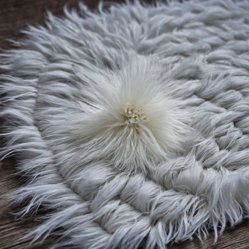 white fur hat,ostrich feather,fur,cowhide,sheep wool,angora,fur clothing,white feather,cotton grass,tufted beautiful,white hairy,pompom,goat beard,swan feather,salt flower,fragrant snowball,cats angora,felted,fur coat,rug,Photography,Documentary Photography,Documentary Photography 27