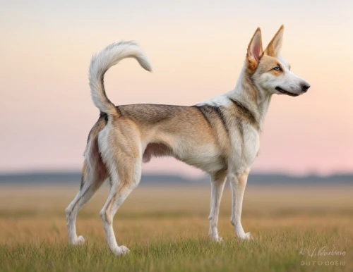 czechoslovakian wolfdog,canaan dog,german shepherd,german shepherd dog,saarloos wolfdog,alsatian,korean jindo dog,belgian shepherd malinois,kunming wolfdog,new guinea singing dog,romanian mioritic shepherd dog,smooth collie,east siberian laika,carolina dog,shiloh shepherd dog,central asian shepherd dog,belgian shepherd,belgian shepherd dog,seppala siberian sleddog,anatolian shepherd dog,Common,Common,Photography