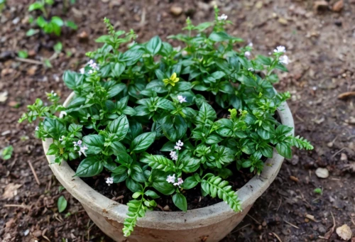 garden pot,small plant,indian jasmine,brazilian jasmine,small plants,lemon basil,androsace rattling pot,gremolata,garden plant,mixed cup plant,evergreen candytuft,thai basil,japanese jasmine,garden shrub,pico de gallo,little plants,euphorbia milii,pepper plant,ground cover,basil total