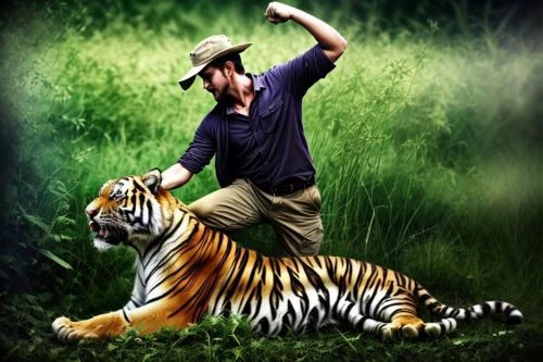 tiger,tiger png,tigers,bengal tiger,a tiger,young tiger,tigerle,tiger woods,sumatran tiger,asian tiger,big cat,king of the jungle,zookeeper,tiger cub,blue tiger,big cats,wildlife biologist,tiger cat,royal tiger,type royal tiger