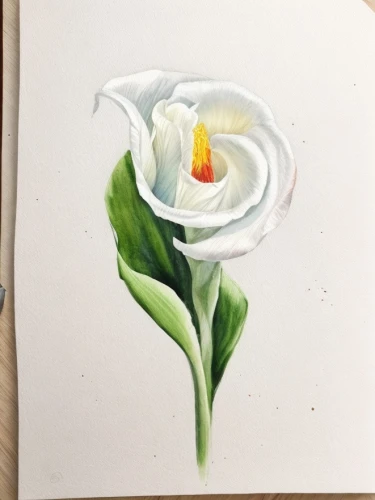 tulip white,watercolour flower,flower painting,calla lily,white rose,rose flower illustration,white water lily,watercolor flower,white tulips,watercolor roses,calla lilies,tulip blossom,white magnolia,tulip,cape jasmine,lisianthus,lady tulip,gardenia,white lily,tulip bouquet,Common,Common,Photography