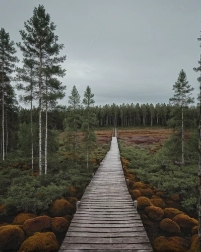 coniferous forest,wooden bridge,forest path,pine forest,wooden path,crooked forest,forest landscape,forest walk,forests,finland,fir forest,temperate coniferous forest,forest background,mixed forest,wooden track,the forests,scandinavia,forest,autumn forest,the forest