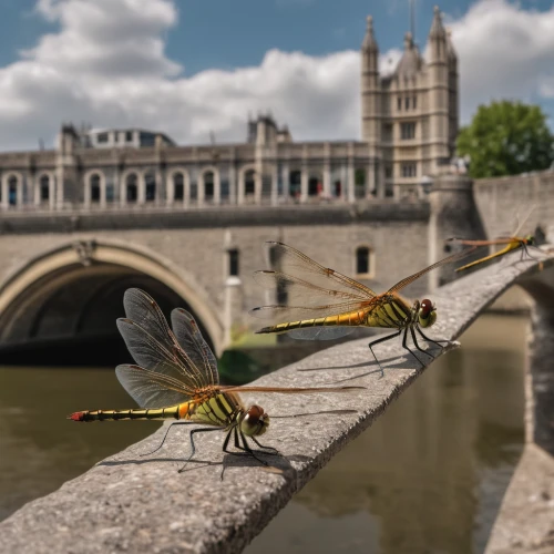 dragonflies and damseflies,dragonflies,hawker dragonflies,mayflies,horse flies,dragon-fly,crane flies,net-winged insects,buterflies,hawk moths,dragonfly,spring dragonfly,angel bridge,glass wings,coenagrion,pellucid hawk moth,monarch online london,dragon bridge,entomology,flying insect,Photography,General,Natural