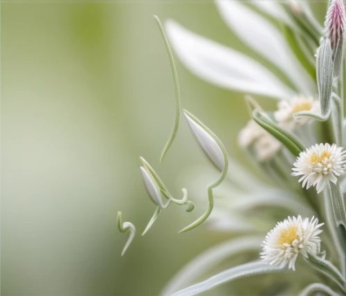 wild horsemint,flannel flower,echinacea purpurea 'white swan,lemon beebalm,leucanthemum,echinacea,coneflower,camomile flower,coneflowers,grass blossom,mayweed,pasqueflower,edelweiss,tea flowers,echinacea purperea,leucanthemum maximum,chamomile,fritillaria imperiali,beebalm,echinacea purpurea,Realistic,Flower,Sage