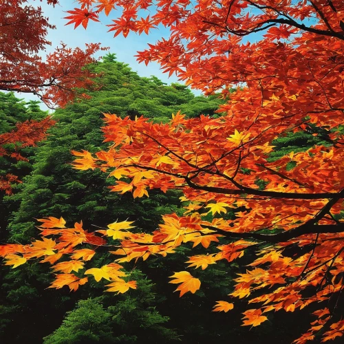 maple foliage,acer japonicum,maple leave,red leaves,maple tree,red maple,colored leaves,maple leaf red,red foliage,autumn foliage,maple leaves,ash-maple trees,reddish autumn leaves,maple bush,autumn trees,autumn tree,foliage coloring,autumn forest,leaf maple,autumn in japan,Illustration,Japanese style,Japanese Style 09