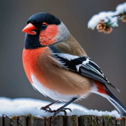 bull finch,male finch,grosbeak,eurasian bullfinch,goldfinch in ozark winter,red beak,european finch,red headed finch,goldfinch in ozarks winter,red feeder,carduelis carduelis,northern cardinal,bullfinch,european goldfinch,gold finch,carduelis,goldfinch,red cardinal,male northern cardinal,crimson finch,Photography,General,Fantasy