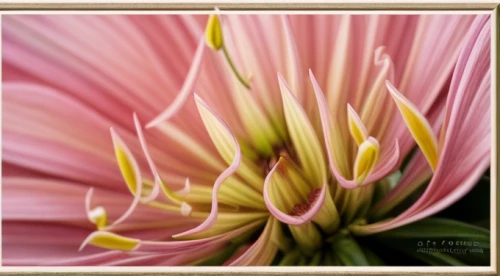 stargazer lily,peruvian lily,dahlia pink,pink chrysanthemum,gymea lily,crinum,day lily,daylily,stamens,gerbera flower,gazania,day lily flower,amaryllis,allium siculum,stamen,coneflower,pink dahlias,pink lisianthus,lilies,hippeastrum,Realistic,Flower,Zinnia