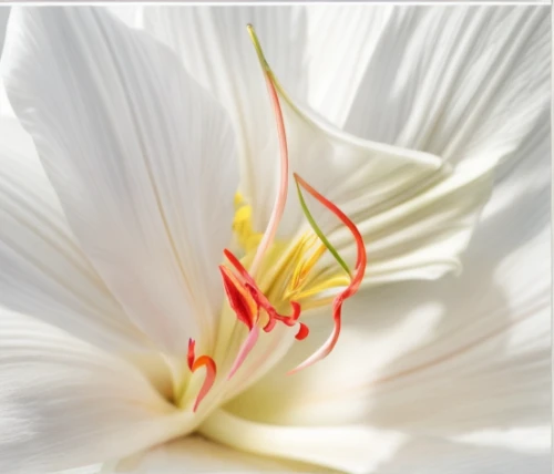 easter lilies,hippeastrum,stargazer lily,night-blooming cereus,white trumpet lily,amaryllis,flowers png,white passion flower,white lily,stamens,stamen,white plumeria,hymenocallis,white trumpet flower,madonna lily,lily flower,lilium candidum,day lily flower,crinum,pistil,Realistic,Flower,Gladiolus