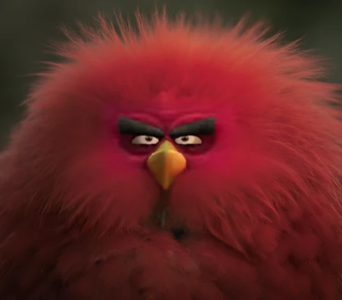 angry bird,serious bird,bird png,galah,angry birds,crimson finch,red beak,angry,fluffed up,red avadavat,redcock,red bird,exotic bird,red cardinal,portrait of a hen,silkie,cage bird,barbet,predatory bird,red pompadour cotinga