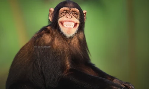 common chimpanzee,chimpanzee,mandrill,siamang,white-fronted capuchin,barbary ape,crab-eating macaque,tufted capuchin,barbary monkey,cercopithecus neglectus,macaque,chimp,bonobo,langur,long tailed macaque,celebes crested macaque,primate,white-headed capuchin,rhesus macaque,baboon