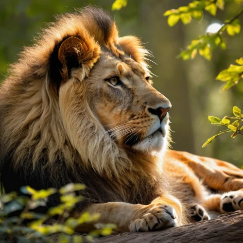 forest king lion,king of the jungle,african lion,panthera leo,male lion,lion,male lions,female lion,lioness,lion father,two lion,little lion,majestic nature,lion with cub,lion cub,lion white,lion - feline,lion head,lions couple,lion number,Photography,General,Commercial