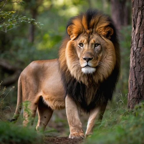 male lion,panthera leo,african lion,forest king lion,king of the jungle,male lions,lion,female lion,lion father,masai lion,lion head,skeezy lion,two lion,lion - feline,lioness,lion number,roaring,leo,lion white,lions,Photography,General,Commercial