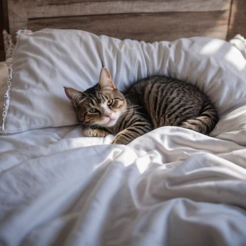 cat in bed,cat resting,american shorthair,toyger,american wirehair,domestic short-haired cat,european shorthair,egyptian mau,chausie,sleeping cat,tabby cat,bed linen,cat image,tabby kitten,american bobtail,ocicat,beautiful cat asleep,duvet,curled up,domestic cat,Photography,General,Natural